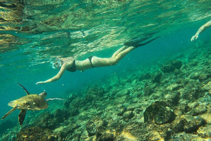Snorkeling with turtles in Fujairah with Transfer