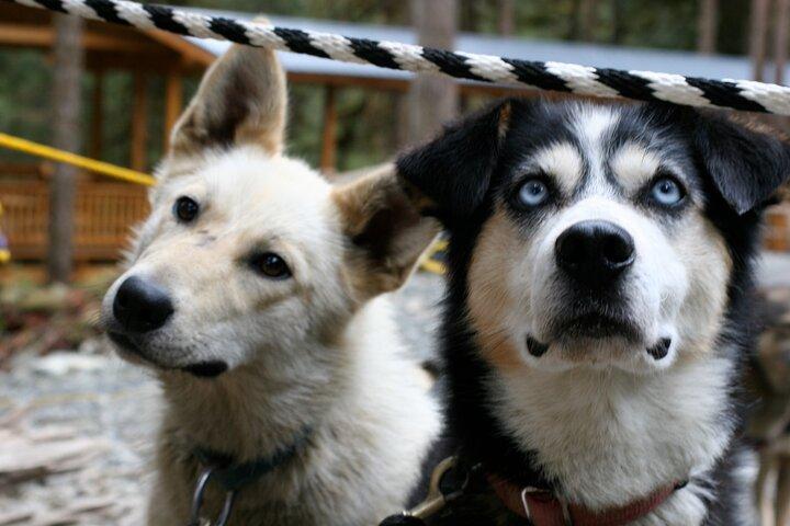 Musher's Camp® & Sled Dog Discovery in Juneau Alaska