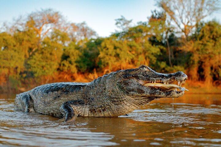 Puerto Maldonado: Jungle Experience - 4D/3N inside Rainforest