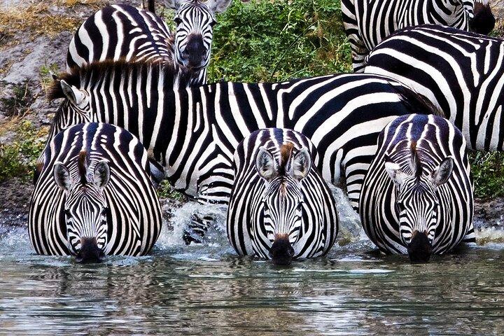 5 Days of Safari, Culture & Hot Springs – Tour from Arusha