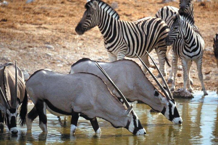 Full Day Safari at Aquila Game Reserve INCLUDING RETURN TRANSFER