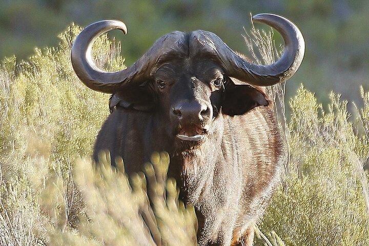 Full Day Safari at Aquila Game Reserve INCLUDING RETURN TRANSFER