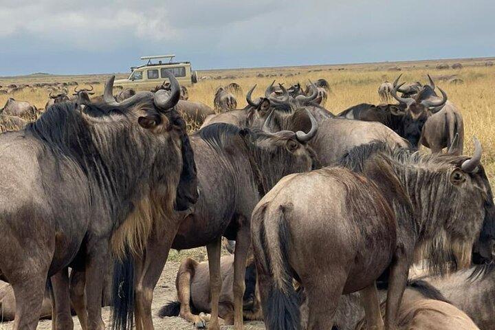 4 Days Tanzania Safari