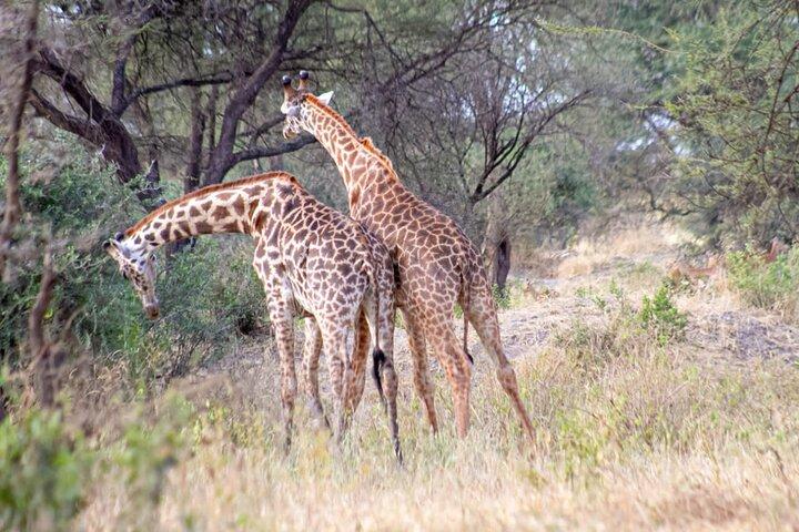 4 Days Tanzania Safari