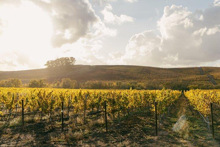 Small Group: Ultimate Napa & Sonoma Wine Tour from San Francisco