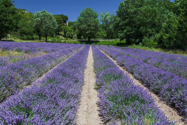 Full Day Largest Canyon and Lake Tour from Cannes