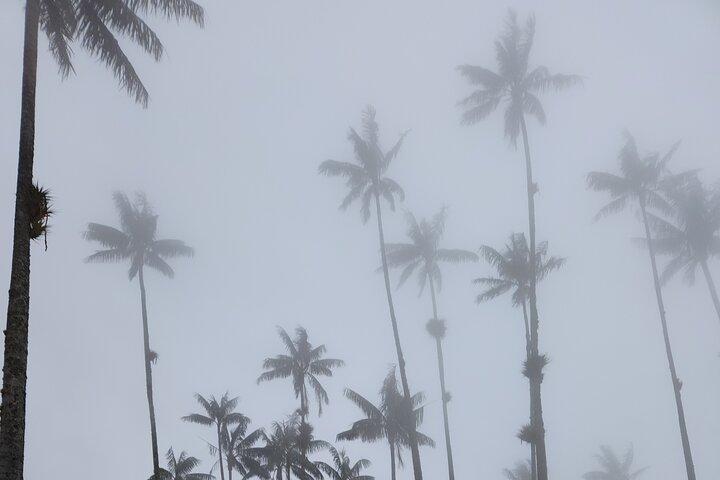 Cocora Valley: Birding & Hiking with Breakfast & Lunch