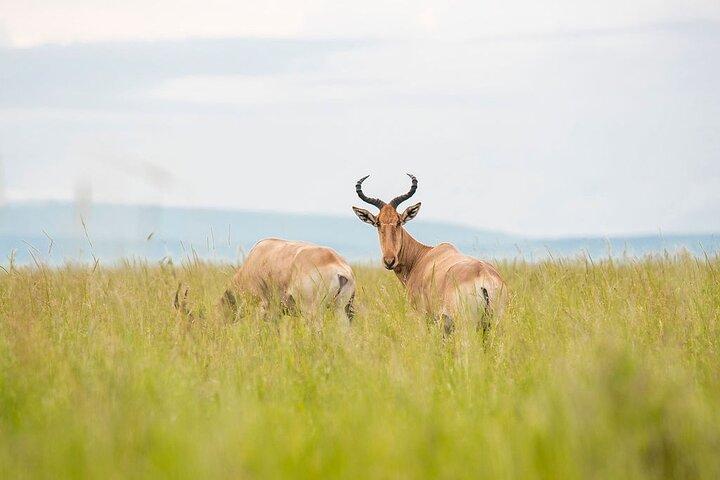 Private 7 Days Classic Safari Tour in Tanzania