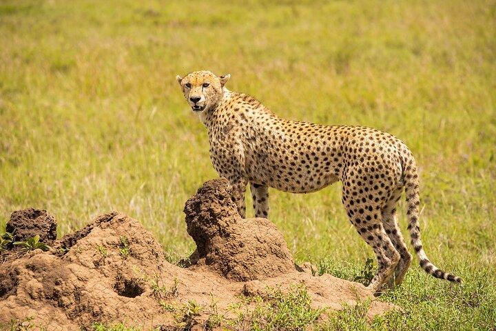 Private 7 Days Classic Safari Tour in Tanzania