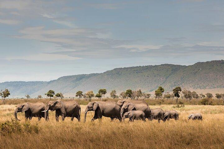 Private 7 Days Classic Safari Tour in Tanzania