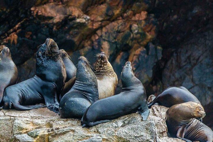 Full Day Tour to Visit Ballestas Islands and Paracas Reserve