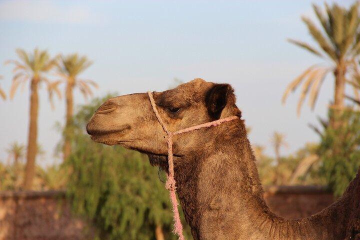 Private Day Tour to Marrakech from Casablanca
