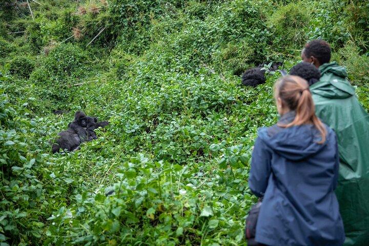 5 Days Gorilla and Chimpanzee Trekking in Uganda