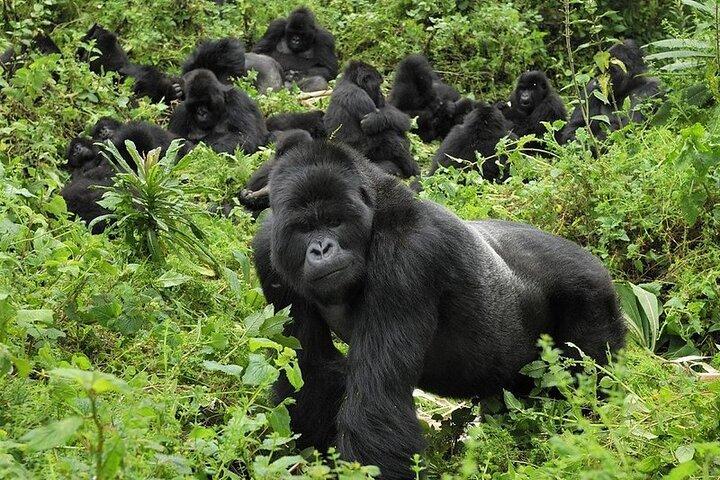 5 Days Gorilla and Chimpanzee Trekking in Uganda