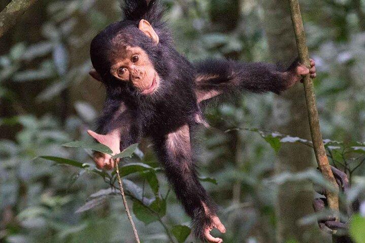 5 Days Gorilla and Chimpanzee Trekking in Uganda