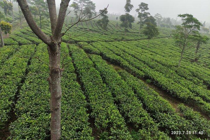 Volcano, Hot Spring, Tea Factory, rice fields and Coffee Tour