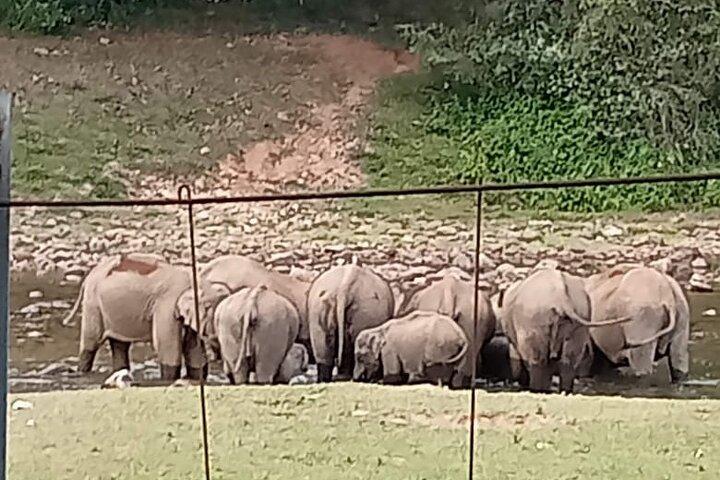 Wild Elephant Anakulam & Waterfalls Tour(munnar valley Trekking)