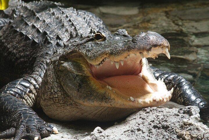Airboat Rides in Palm Beach With Captain Wayne