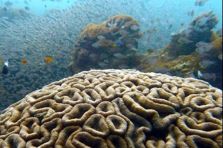 Dolphin and Tumbatu Island Snorkeling Tour with Pickup