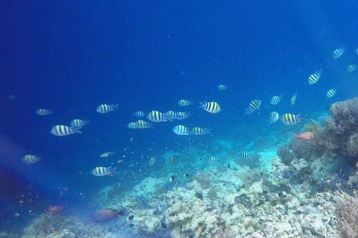 Dolphin and Tumbatu Island Snorkeling Tour with Pickup