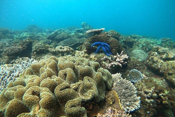 Dolphin and Tumbatu Island Snorkeling Tour with Pickup