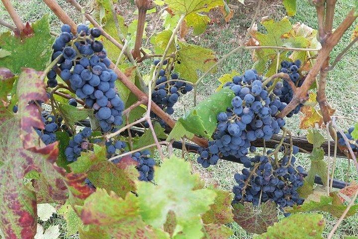 Florence–Siena Luxury Transfer via Chianti Wine Country