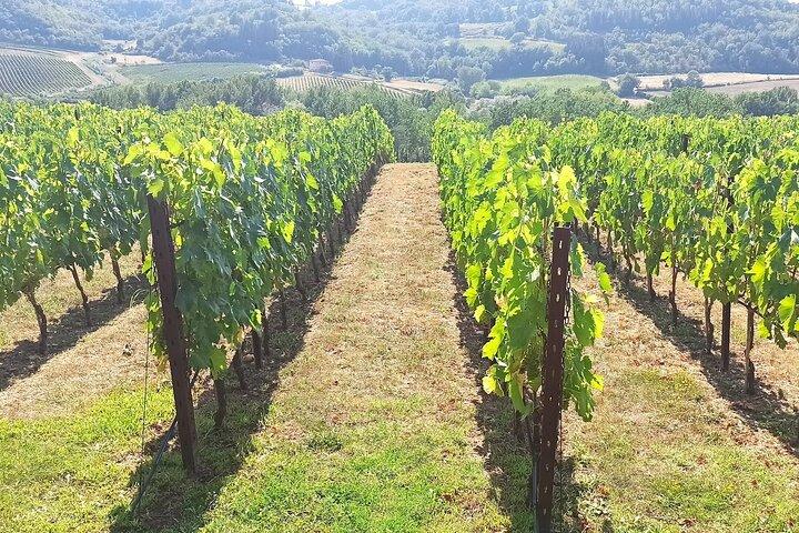 Florence–Siena Luxury Transfer via Chianti Wine Country