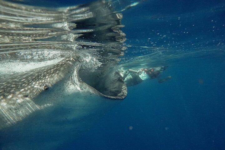 Whale Shark Snorkeling Adventure with Lunch