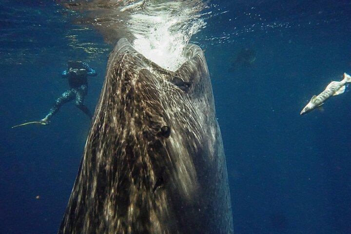 Whale Shark Snorkeling Adventure with Lunch