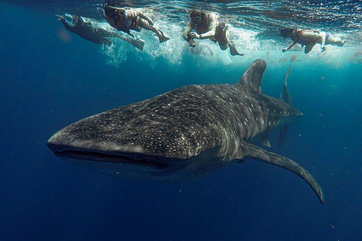 Whale Shark Snorkeling Adventure with Lunch