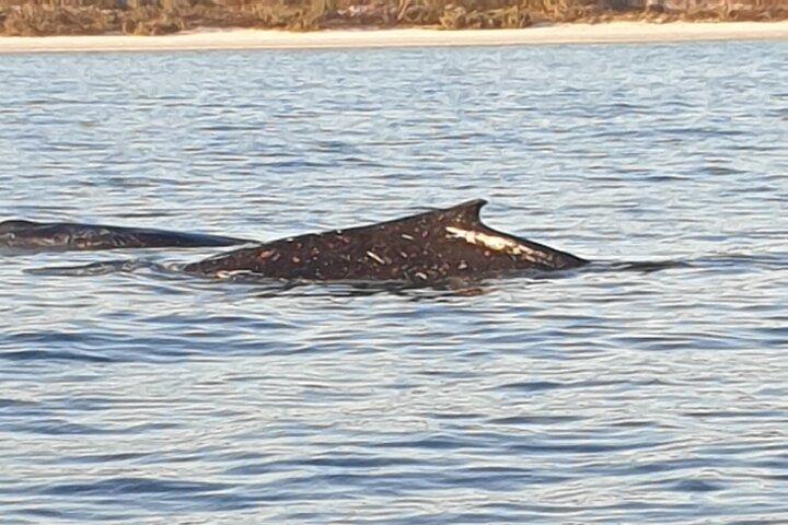 A UNIQUE Whalesongsnoosa Whale watching experience in noosa qld