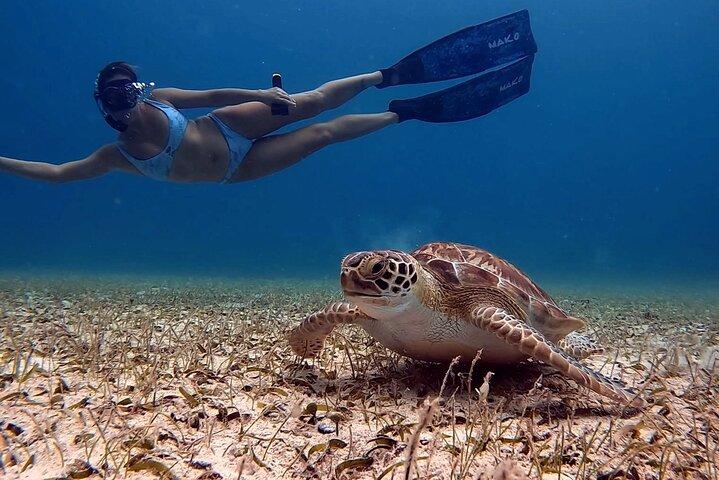 Private Turtle Snorkel Tour in Aruba +Professional video footage