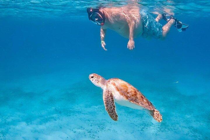 Private Turtle Snorkel Tour in Aruba +Professional video footage