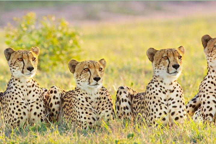 4 Day Kruger National Park Safari from Johannesburg & Pretoria