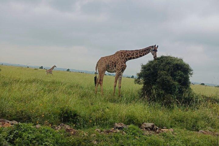 Private Day Tour To Mount Longonot National Park from Nairobi