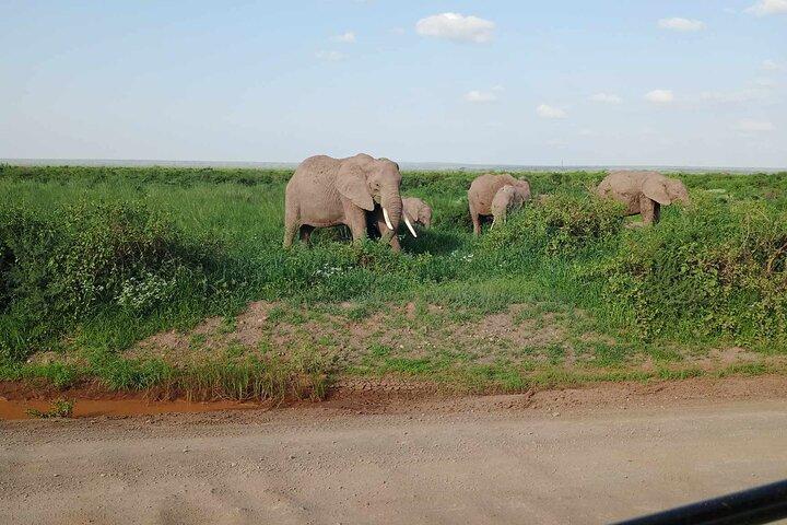 7 Days safari: Masai mara, Lake Nakuru, Lake Naivasha & Amboseli