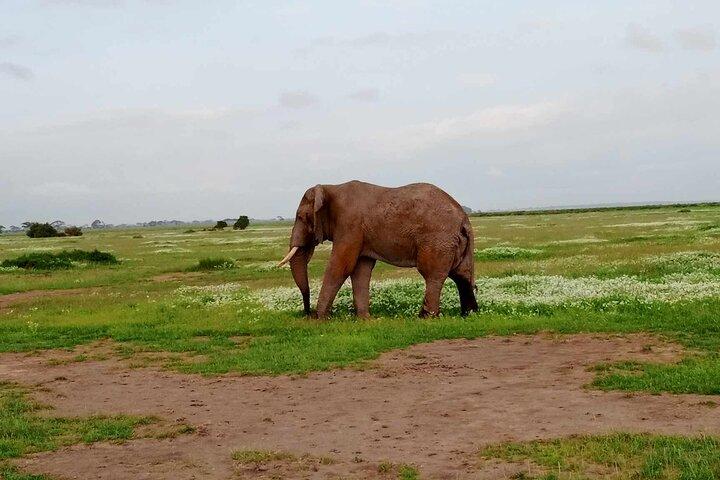 7 Days safari: Masai mara, Lake Nakuru, Lake Naivasha & Amboseli
