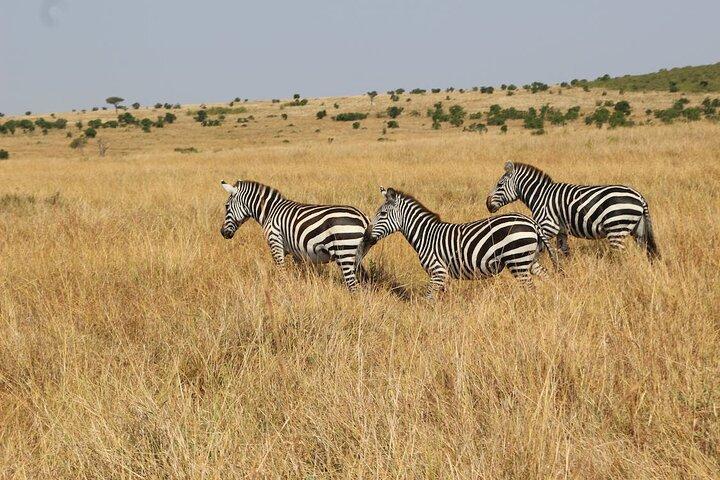 7 Days safari: Masai mara, Lake Nakuru, Lake Naivasha & Amboseli