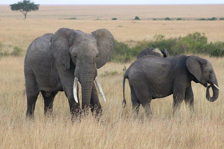 7 Days safari: Masai mara, Lake Nakuru, Lake Naivasha & Amboseli