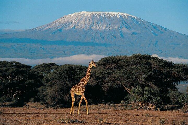 7 Days Mount Kilimanjaro Climbing via Machame Route
