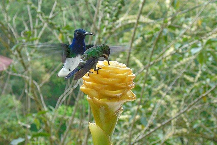 Mindo Cloud Forest Private Tour: Birds, Chocolate, Nature