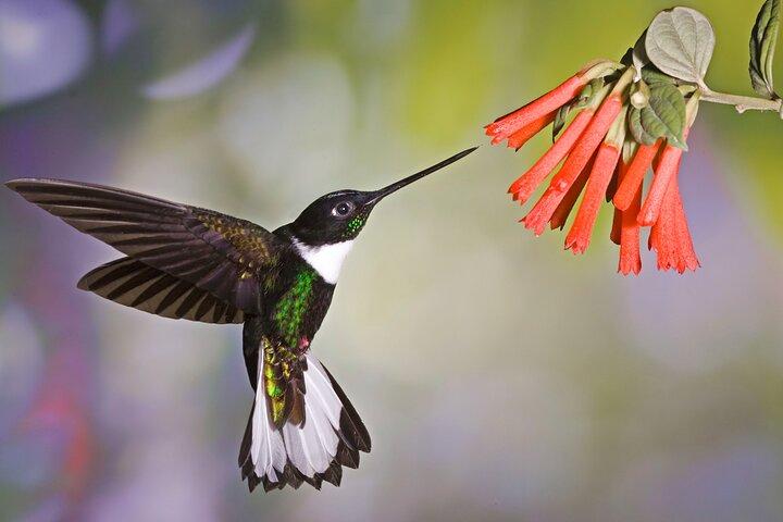 Mindo Cloud Forest Private Tour: Birds, Chocolate, Nature