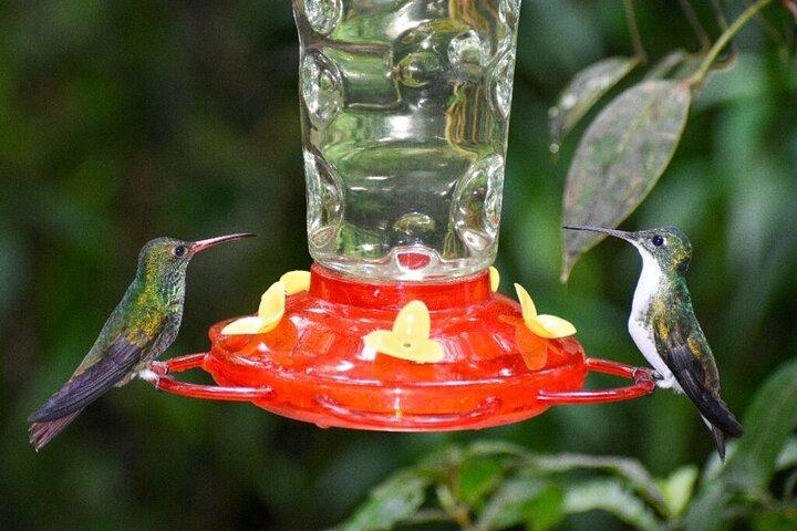 Mindo Cloud Forest Private Tour: Birds, Chocolate, Nature
