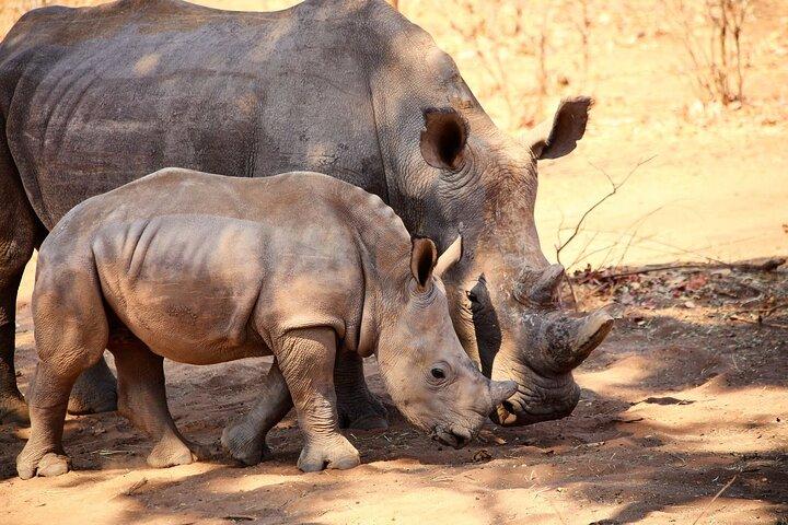 Rhino Game Drive