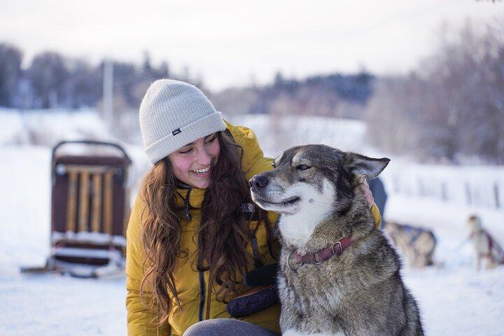 Ultimate Dog Sledding Tour - Day trip from Ottawa & Gatineau