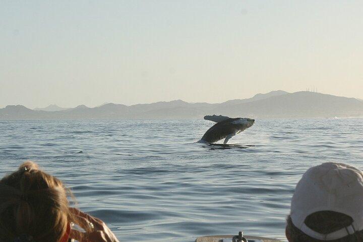 Sunset Whale Watching in San Jose del Cabo