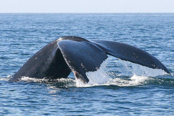 Sunset Whale Watching in San Jose del Cabo