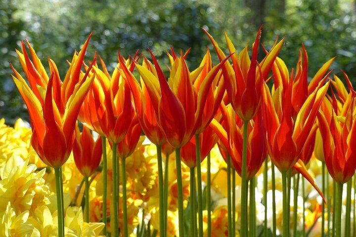 Private Tour Keukenhof Gardens + Tulperij Tulip Experience
