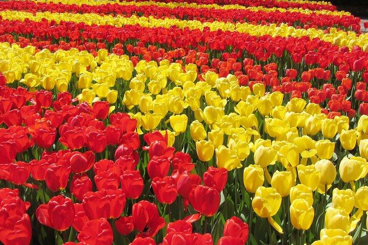 Private Tour Keukenhof Gardens + Tulperij Tulip Experience