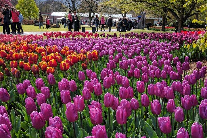 Private Tour Keukenhof Gardens + Tulperij Tulip Experience